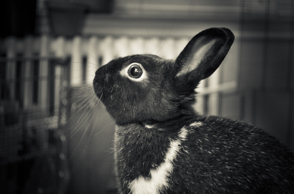 Rabbit in Profile