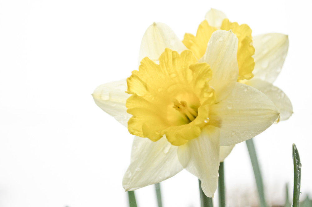 Bright Daffodils
