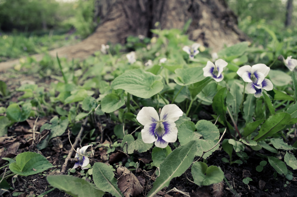 Overcast Violets