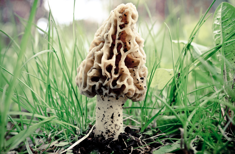 Just a Fungi
