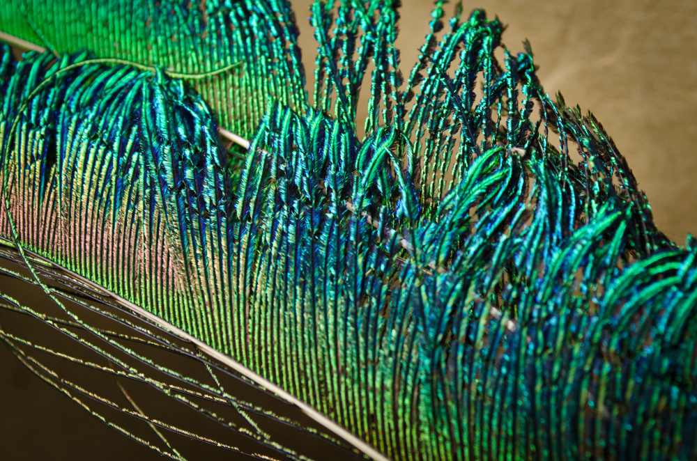 Peacock Feather Detail