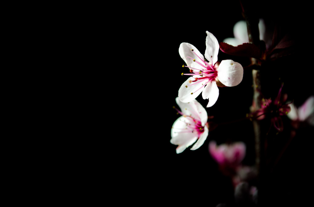 Black Cherry (blossom)