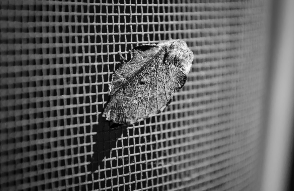 Dramatic Moth