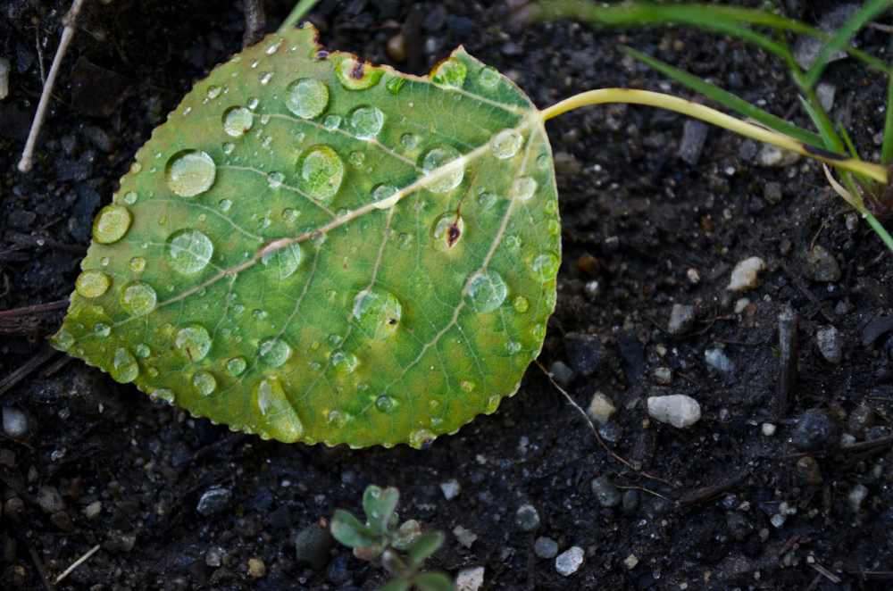 Water Droplets Leaf