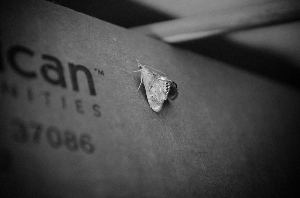 Moth on a Box