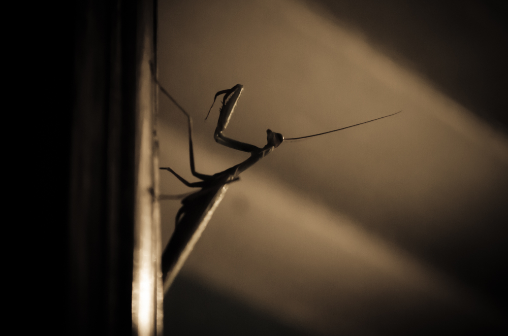 Night Mantis