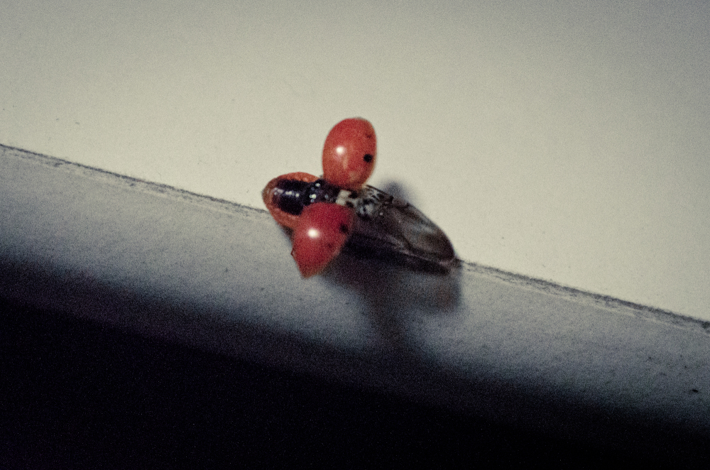 Ladybug Flight